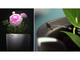 Smart Home Parrot POT - черно