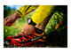 Смарт часовници Suunto Quest Black Running Pack